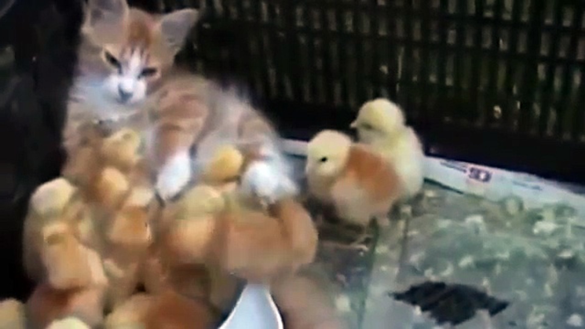 ⁣Приколы с животными. Смешные животные. Funny animal