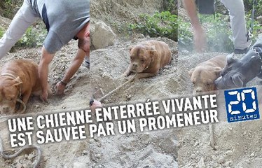 Une chienne enterrée vivante est sauvée par un promeneur