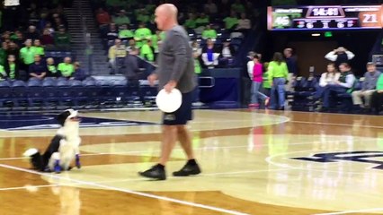 Notre Dame Georgia Irish Frisbee Dogs Basketball Halftime.