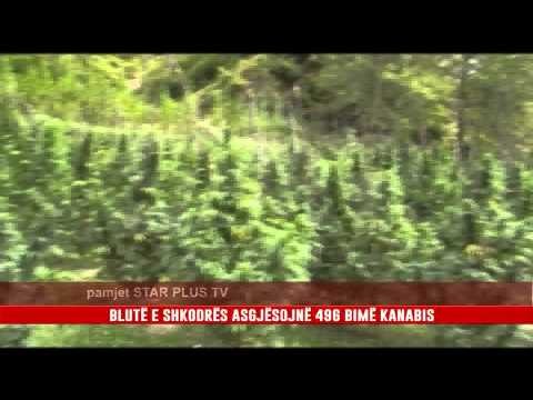 KANABIS SATIVA, ARRESTOHET NJË SHTETAS