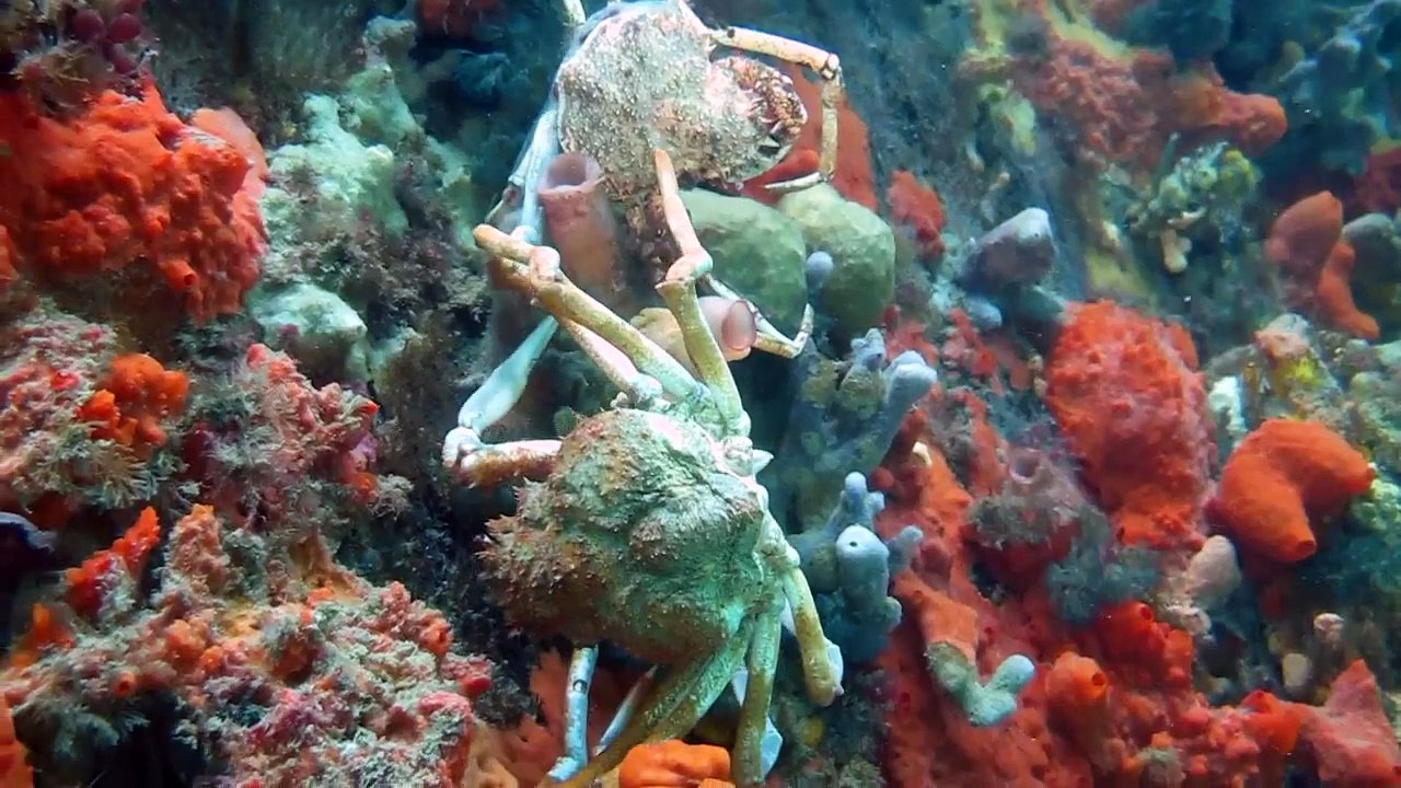 Ninja Crab Molts and Rolls