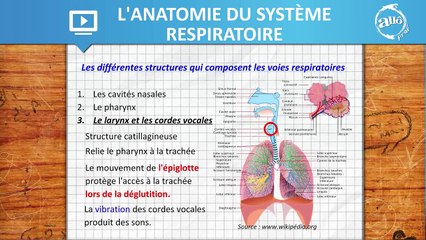 Allô prof - L'anatomie du système respiratoire