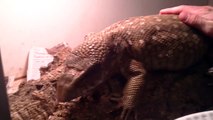 Savannah monitor lizard eating a medicated mouse