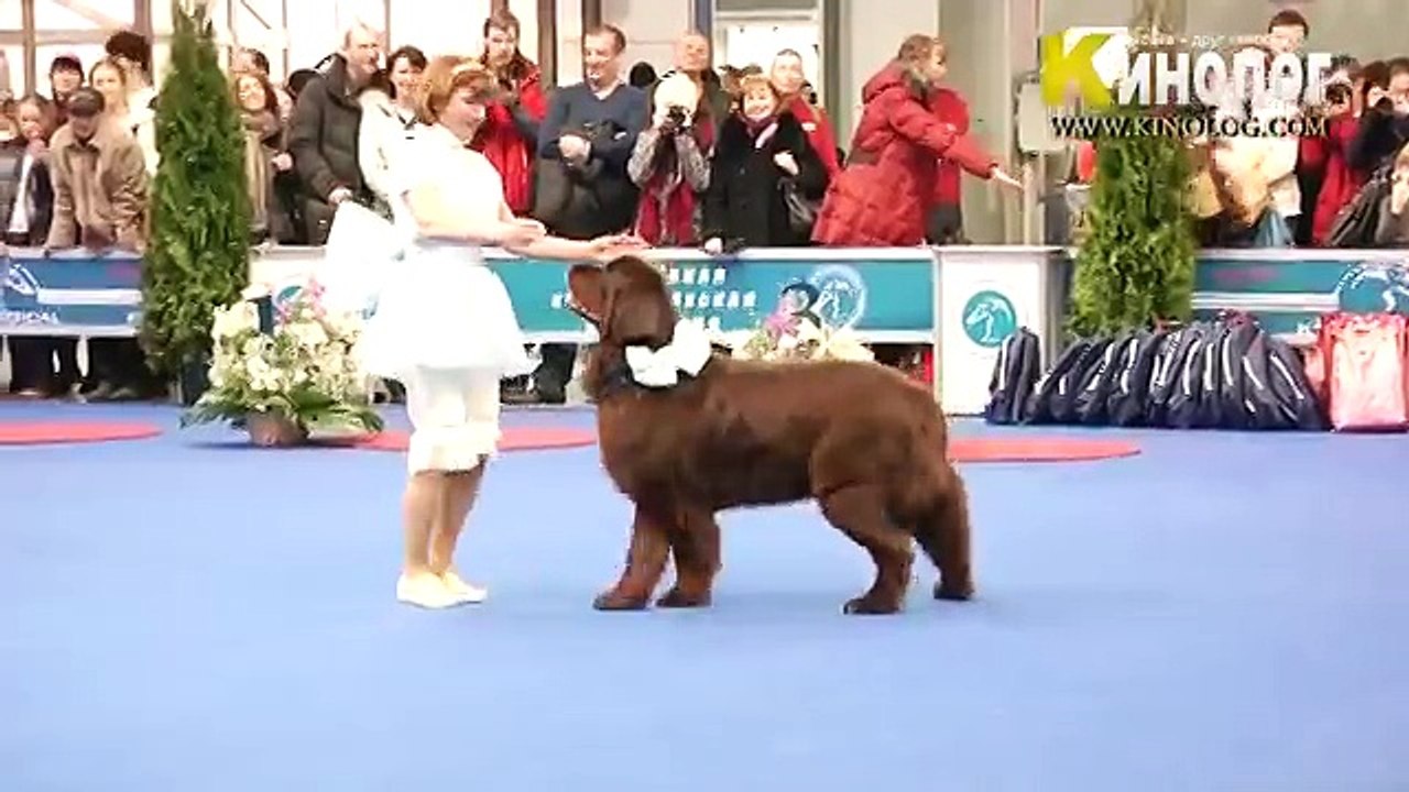 Вот это дрессировка!