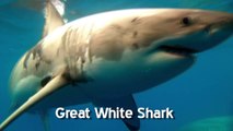 Shark Weekend - Great White Shark