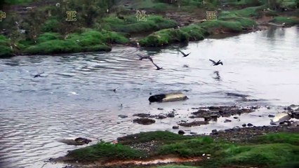 汐止中正社區發展協會-鸕鶿篇(cormorant)