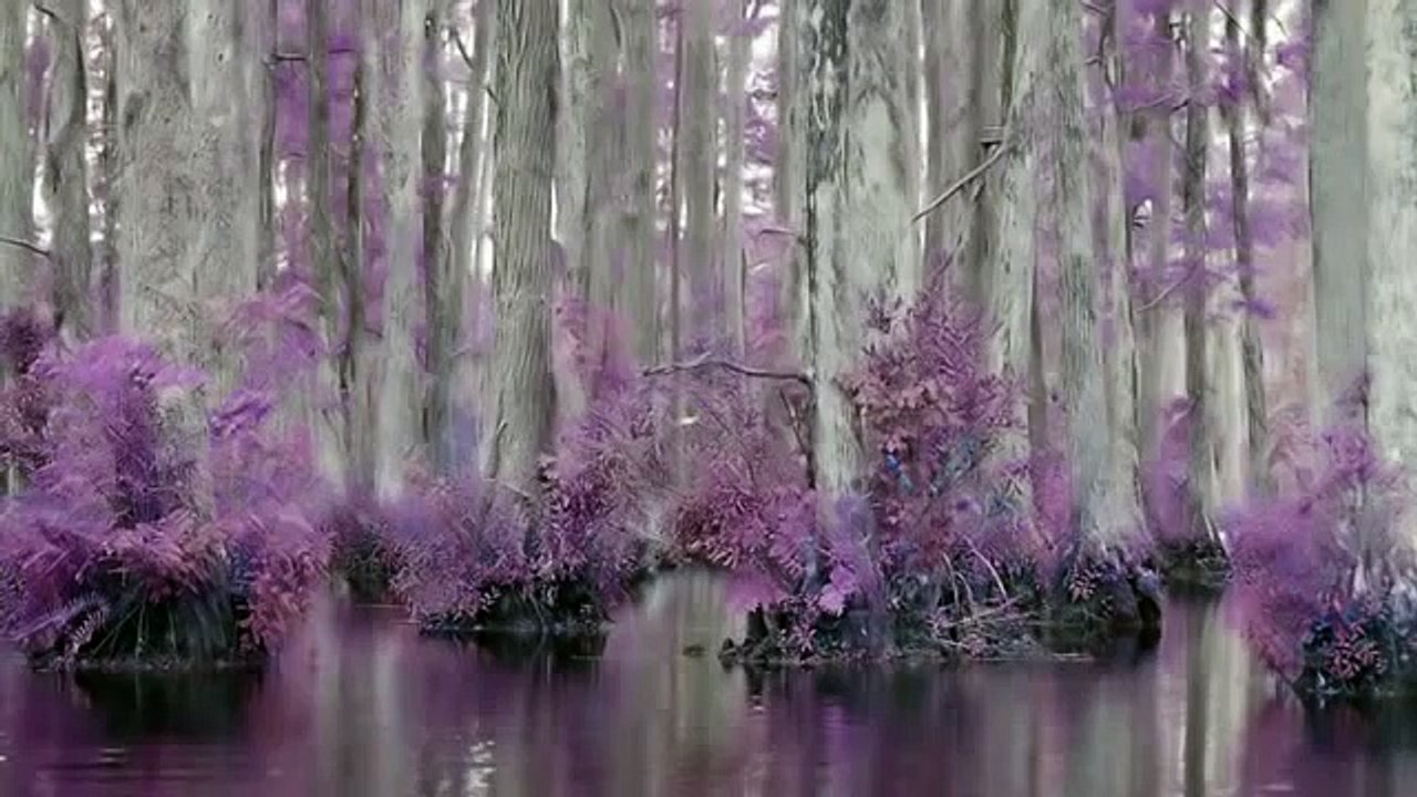 Tony Joe White Undercover Agent for the Blues