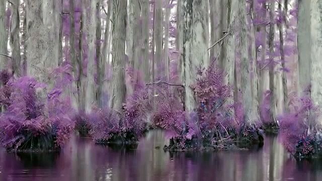 Tony Joe White Undercover Agent for the Blues