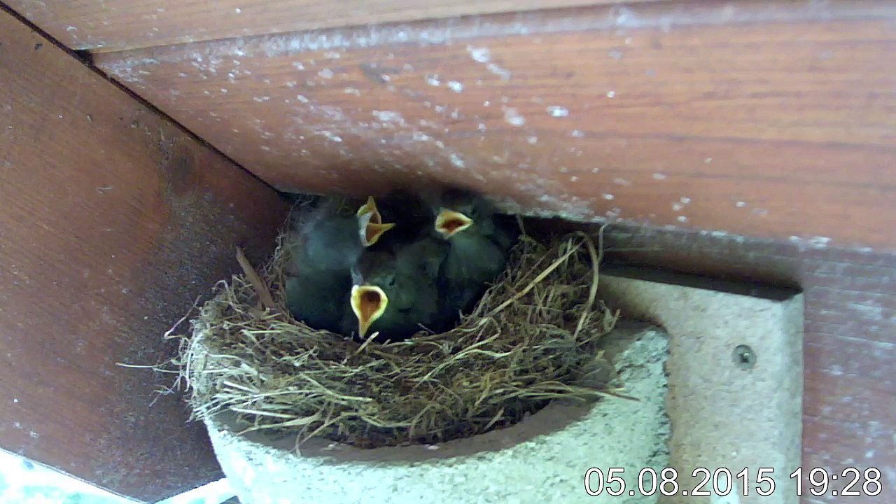5.8. 19:25/0:43 Gartenrotschwanz - Kinderstube 4 Junge (REPLAY)
