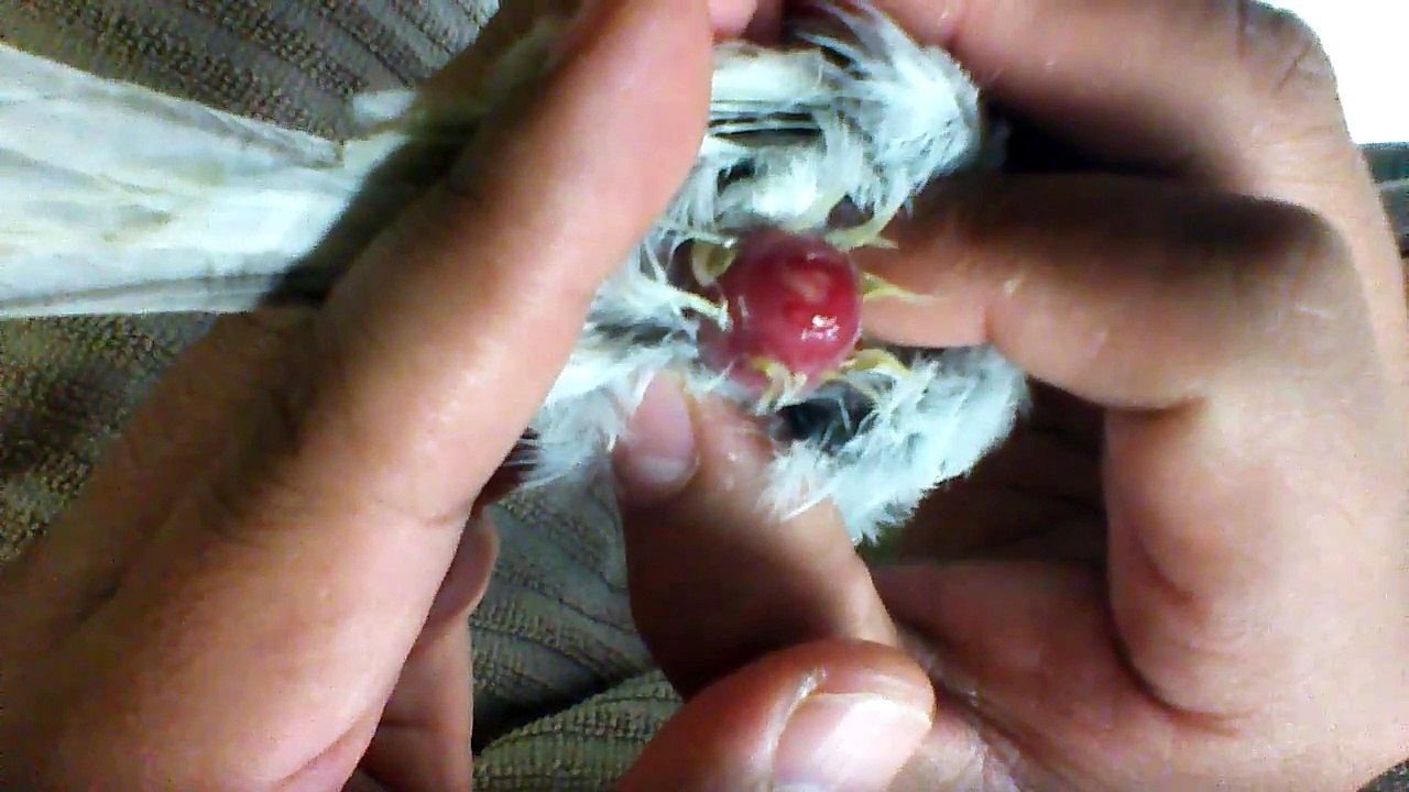 How to assist a female canary deliver a stuck egg inside | AmericanSingerBirds.com