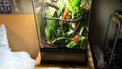 Terrarium tropicale Rhacodactylus Ciliatus / Gecko A Crête