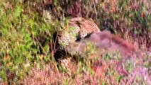 Leopard vs Wild Boar - Leopard Hunting Wild Boar - Wild Animal Fights 2015
