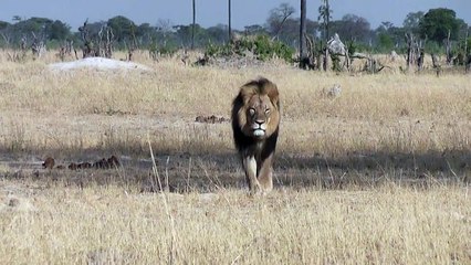 Aplazan juicio a organizador de caza de león Cecil