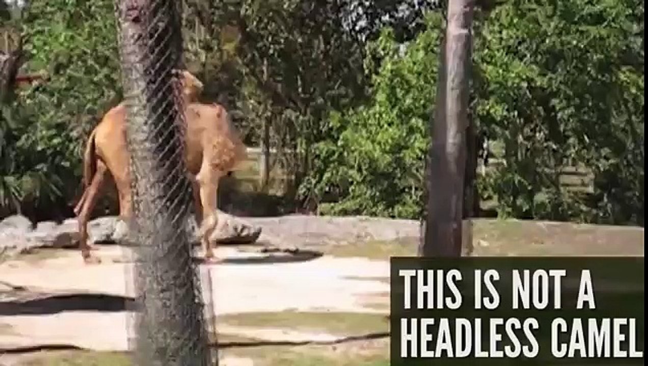 OMG !!! Headless CAMEL
