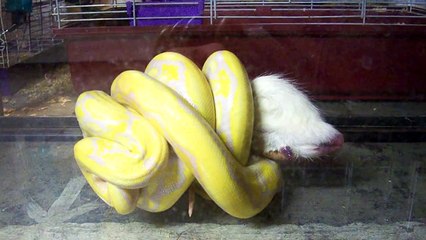 LAVENDER TIGER RETICULATED PYTHON """KILLING""" RAT
