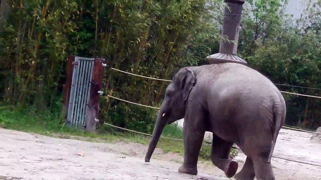 Fütterung Gorillas und Braunkopfklammeraffen im Tierpark Hellabrunn