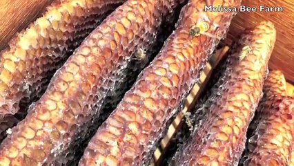 DIY Solar Beeswax Melter