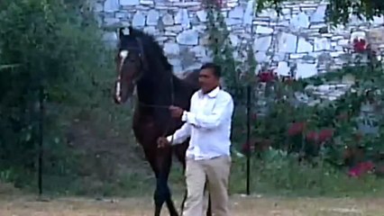 Jai Dhwaj - Fateh Stud Farm, Kelwa - Marwari Horse