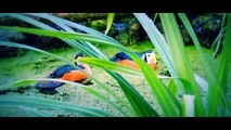 African pygmy geese in aviary (August 2014)