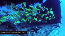 Scuba Diving in Mauritius - Plongée à l'Ile Maurice