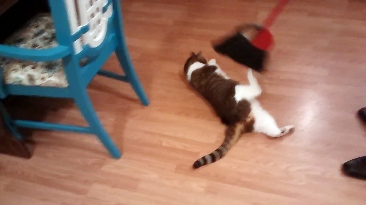 Cat loves being brushed by broom