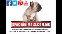 husky siberiano compra venta de perros cachorros de raza 02