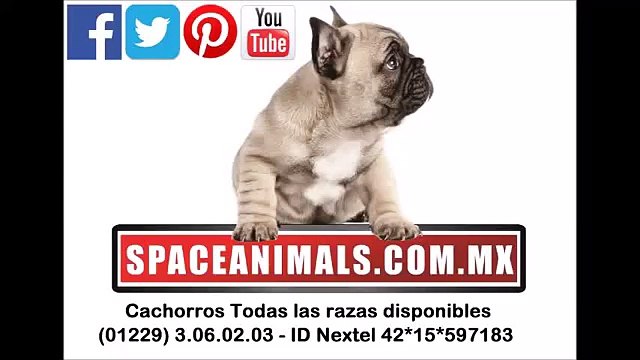 husky siberiano compra venta de perros cachorros de raza 02