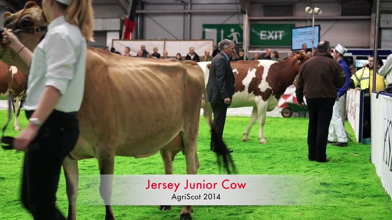 AgriScot 2014.Jersey Junior Cows