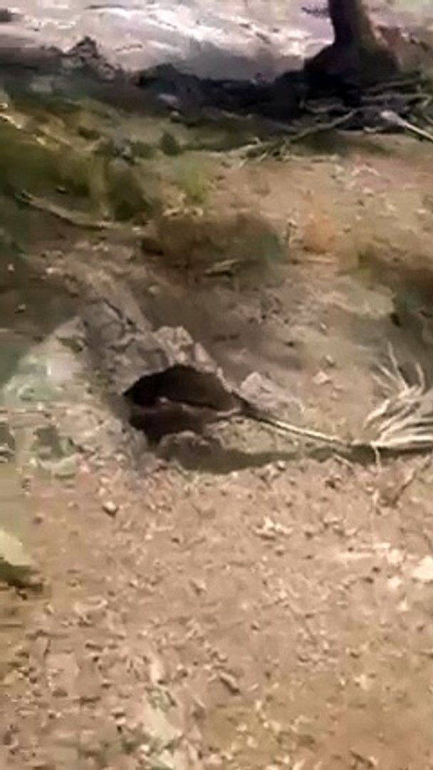 Lucky Survivor-Entertainment & Fun Videos