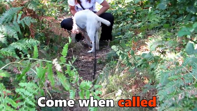 Buffy - Golden Retriever Puppy - 5 Week Residential Dog Training