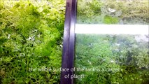 Best Live Plants for Tropical Aquariums - Fast Growing Plants