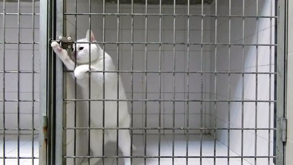 Cat Escapes From Cage