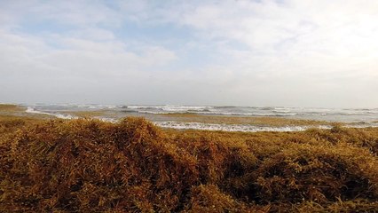 Playa Sargazos