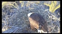 MNBound Eagles ~ Eaglets ~ Duck Egg ~ Squirrel ~ Grasses ~ 6-8 a.m.  04-20-2014