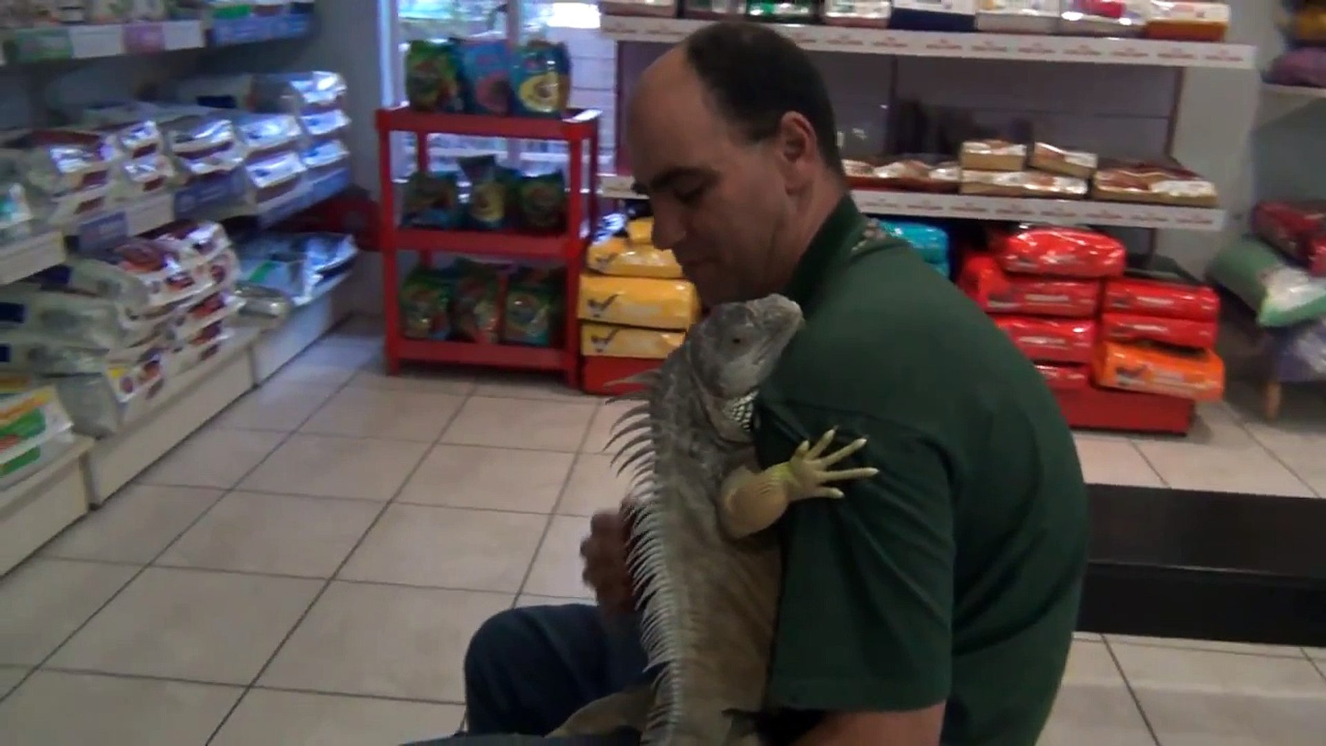 ⁣Iguana vet check - Kidney failure discussion