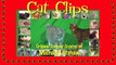 Subliminal Suggestions -- Cat Clips #290