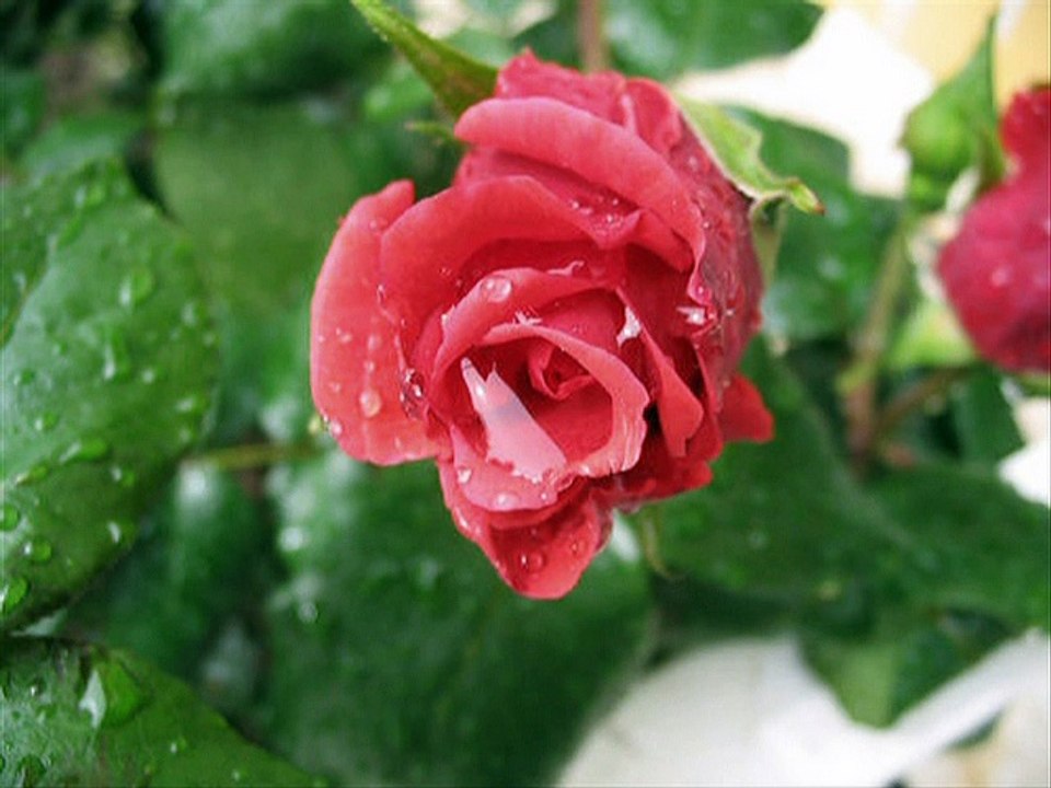 Allah de kalbim Allah de -çok güzel bir ilahi dinle