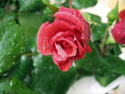 Allah de kalbim Allah de -çok güzel bir ilahi dinle