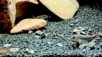 Etheostoma caeruleum Regenbogen-Springbarsch (Darter)