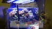 Aquarium tank with LED Lighting for reefs, saltwater, planted & freshwater fish