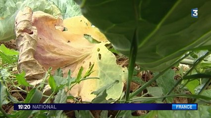Sécheresse : agriculteurs et particuliers sont concernés