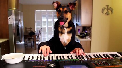 Talented Puppy Plays Waltz on Piano