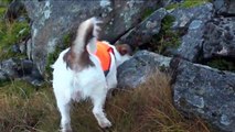 Jack russell Terrier hunts rabbit in norway