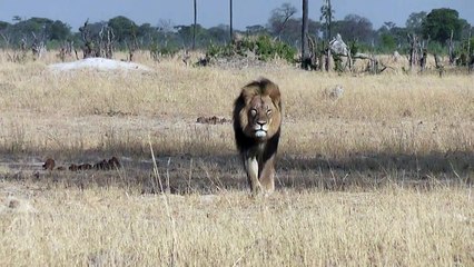Aplazan juicio a organizador de caza de león Cecil [VIDEO]