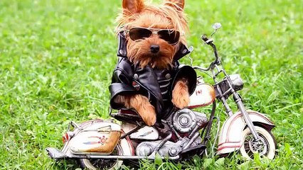 Dog Training Made Easy -  Don't Wait To Train Your New Puppy