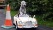 Dog Drives Rolls Royce | Ghost Riding the Whip