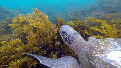 Attack of the Flightless Cormorant