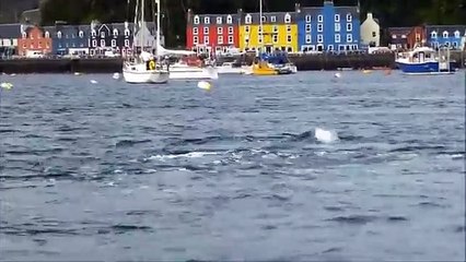 Bottlenose Dolphins visit Tobermory Bay