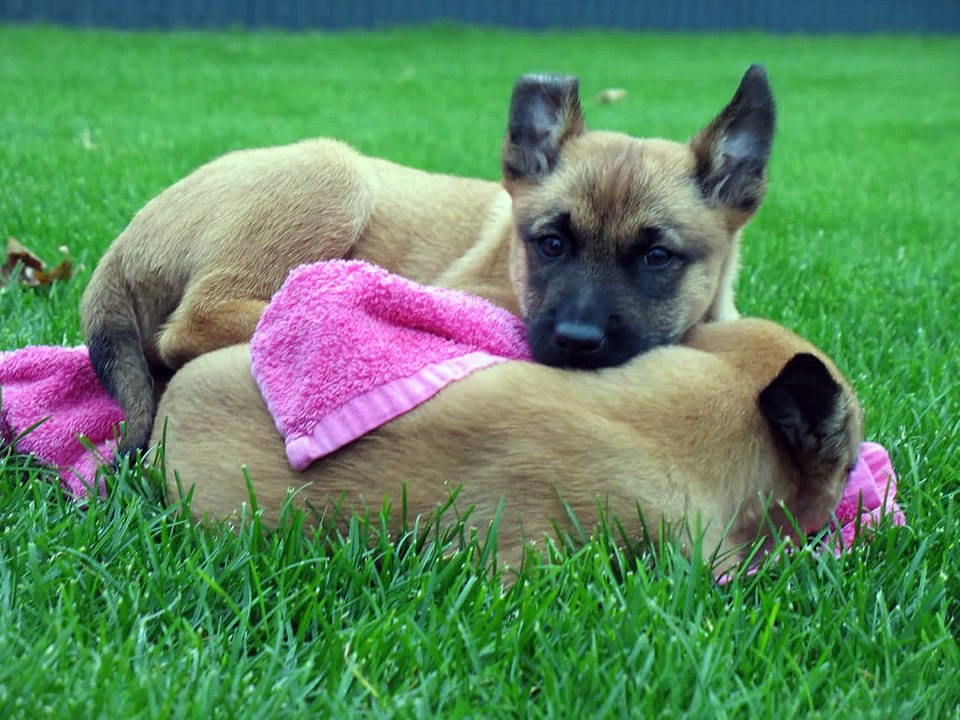 Tara 8 weeks old