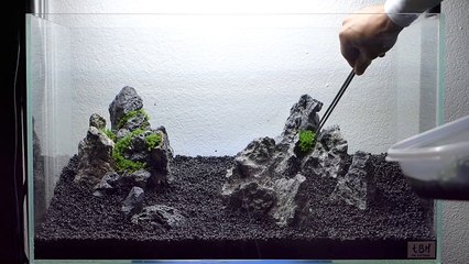 Setting up Nature Aquarium Aquascape, Iwagumi 5A